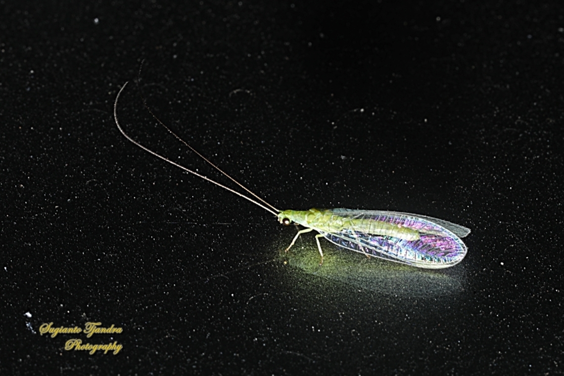 Green Lacewing, Mallada signatus  Australia,Geotagged,Mallada signatus,Spring