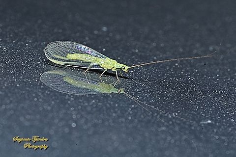 Green Lacewing, Mallada signatus  Australia,Geotagged,Mallada signatus,Spring