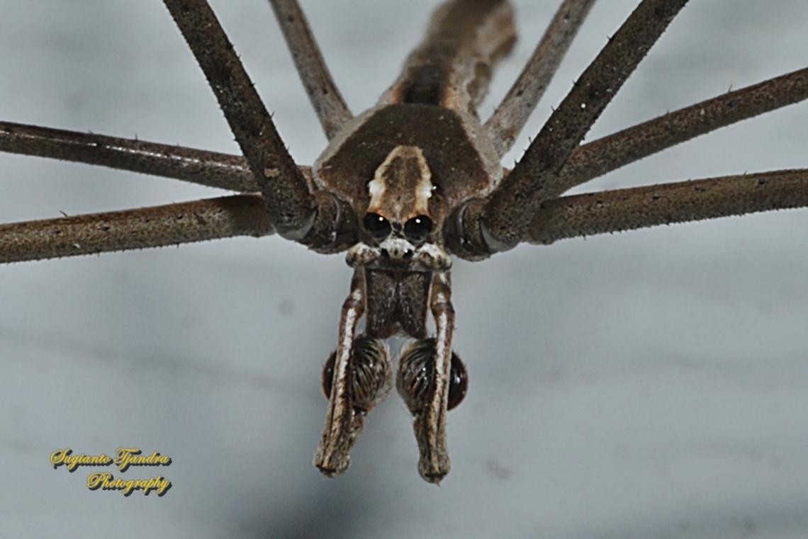 Rufous Net-casting Spider, Asianopis subrufa  Asianopis subrufa,Australia,Geotagged,Rufous Net-casting Spider,Spring