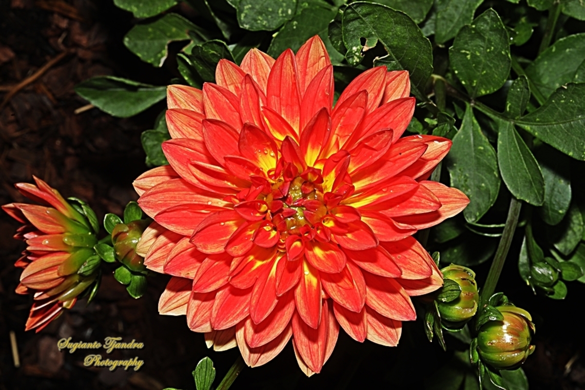 Garden Dahlia flower, Dahlia pinnata  Australia,Dahlia pinnata,Garden Dahlia,Geotagged,Spring