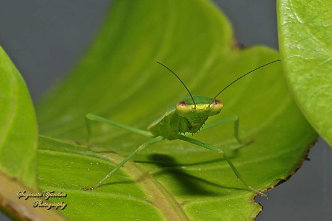 Australian Garden Mantis, Orthodera ministralis  Australia,Australian Green Mantis,Geotagged,Orthodera ministralis,Spring