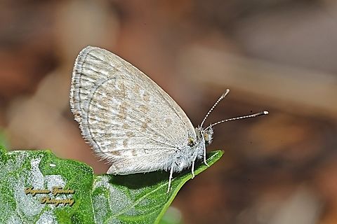 Lesser Grass Blue Butterfly, Zizina otis  Australia,Geotagged,Lesser Grass Blue,Spring,Zizina otis