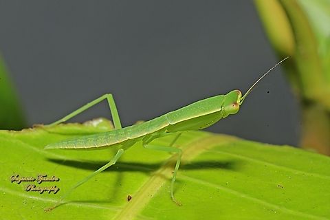 Australian Garden Mantis, Orthodera ministralis  Australia,Australian Green Mantis,Geotagged,Orthodera ministralis,Spring