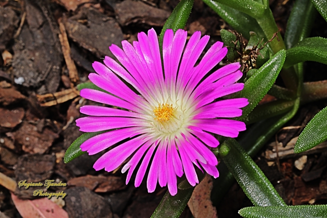Angular Sea-Fig flower, Carpobrotus glaucescens  Angular Sea-fig,Australia,Carpobrotus glaucescens,Geotagged,Spring