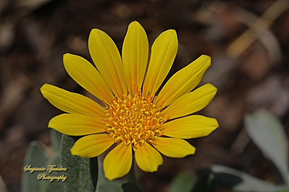 Treasure Flowers, Genus Gazania  Australia,Geotagged,Spring