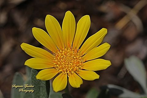 Treasure Flowers, Genus Gazania  Australia,Geotagged,Spring