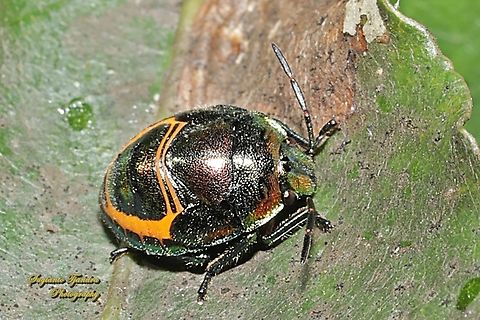 Jewel Bug, Lampromicra aerea  Australia,Geotagged,Lampromicra aerea,Spring