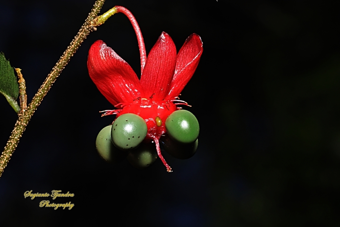 Small-leaved Plane flower, Ochna serrulata  Australia,Geotagged,Ochna serrulata,Small-leaved Plane,Spring