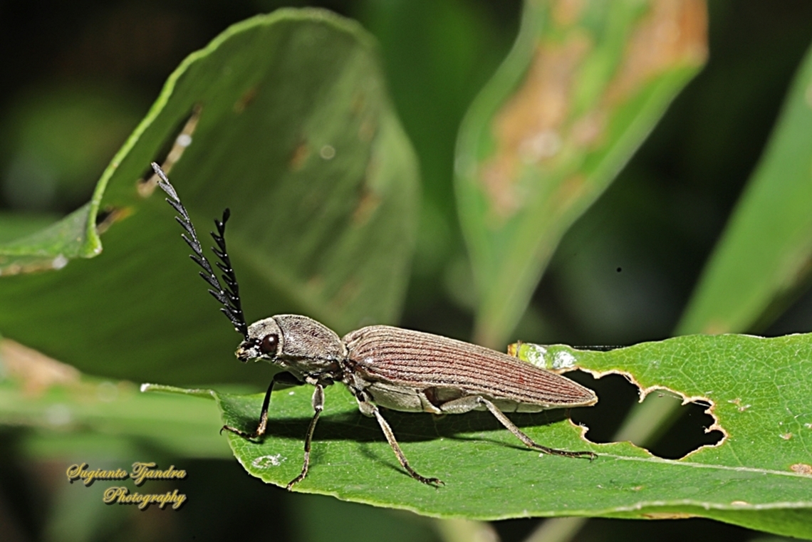 Click Beetle, Genus Dicteniophorus Sp.  Australia,Geotagged,Spring