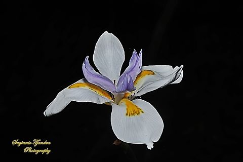Large Fortnight Lily flower, Dietes grandiflora  Australia,Dietes grandiflora,Fortnight Lily,Geotagged,Spring