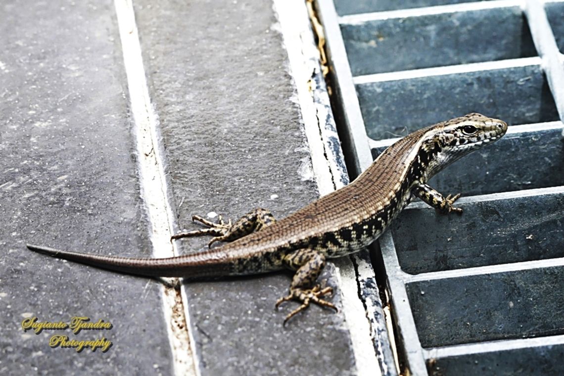 Eastern Water Skink, Eulamprus quoyii  Australia,Eastern Water Skink,Eulamprus quoyii,Geotagged,Spring
