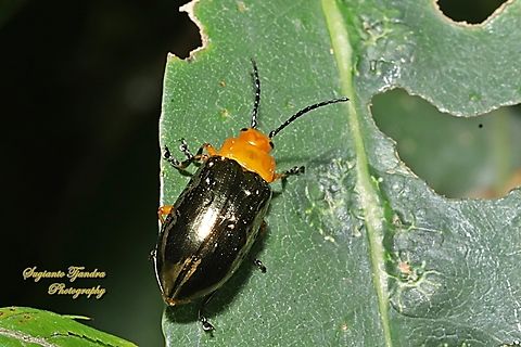 Pittosporum Beetle, Lamprolina aeneipennis  Australia,Geotagged,Lamprolina aeneipennis,Pittosporum Leaf Beetle,Spring