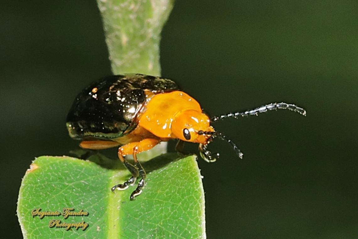 Pittosporum Beetle, Lamprolina aeneipennis  Australia,Geotagged,Lamprolina aeneipennis,Pittosporum Leaf Beetle,Spring