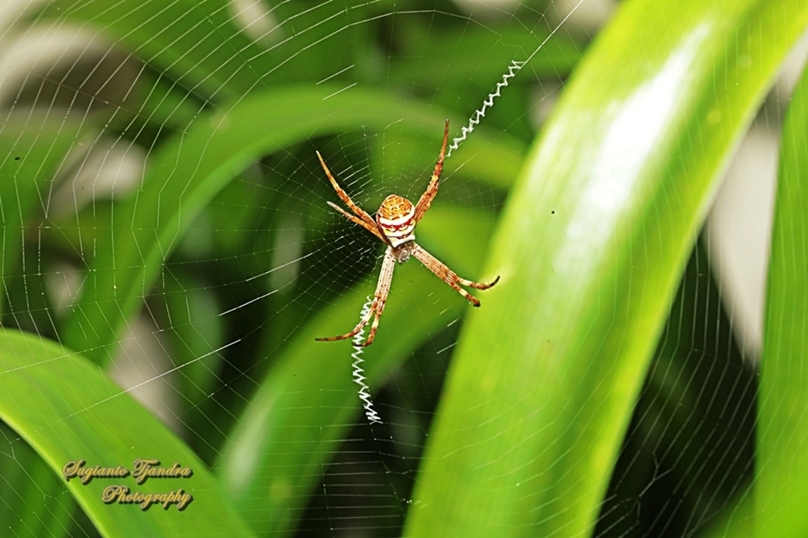 Saint Andrew's Cross Spider, Argiope keyserlingi  Argiope keyserlingi,Australia,Geotagged,Spring,St Andrews cross spider