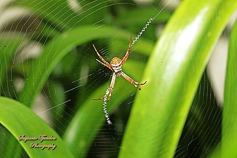 Saint Andrew's Cross Spider, Argiope keyserlingi  Argiope keyserlingi,Australia,Geotagged,Spring,St Andrews cross spider
