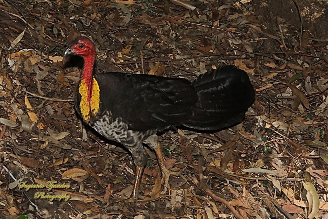 Australian Brushturkey, Alectura lathami  Alectura lathami,Australia,Australian Brushturkey,Geotagged,Spring