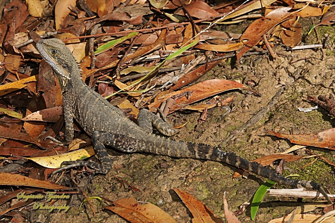 Eastern Water Dragon, Intellagama lesueurii ssp. lesueurii  Australia,Australian water dragon,Geotagged,Intellagama lesueurii,Spring
