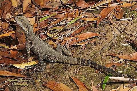 Eastern Water Dragon, Intellagama lesueurii ssp. lesueurii  Australia,Australian water dragon,Geotagged,Intellagama lesueurii,Spring