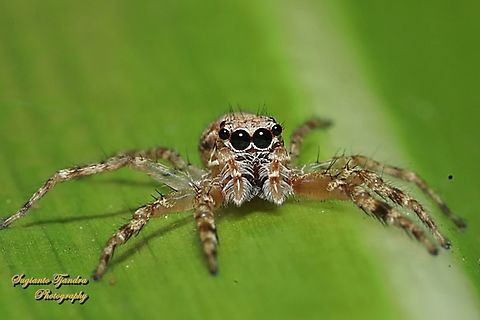 Jumping Spider, Bronze Hopper, Helpis minitabunda  Aussie Bronze Jumping Spider,Australia,Geotagged,Helpis minitabunda,Spring