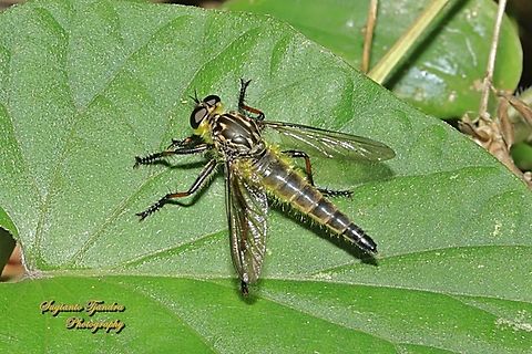 Robber fly, Zosteria rosevillensis  Australia,Geotagged,Spring,Zosteria rosevillensis