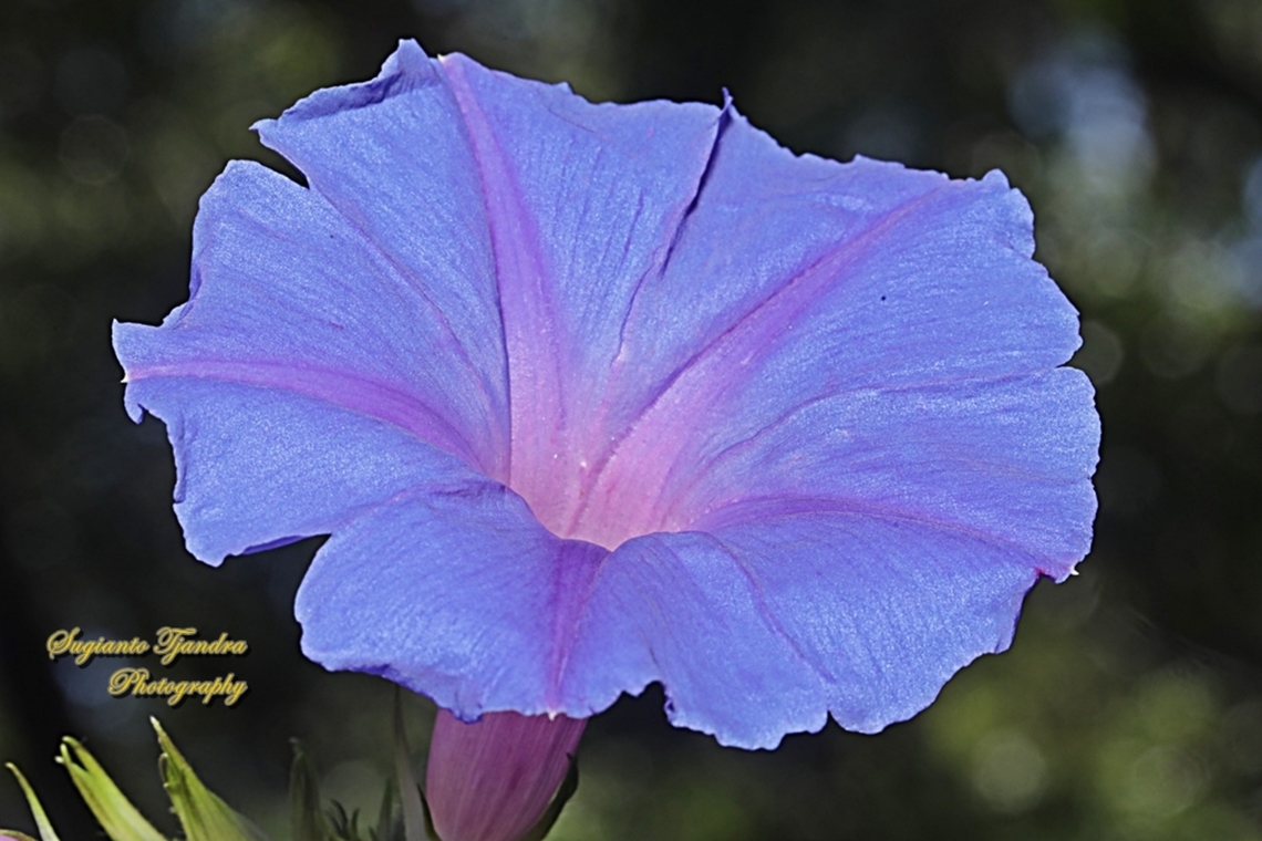 Oceanblue Morning Glory flower, Ipomoea indica  Australia,Blue Morning Glory,Geotagged,Ipomoea indica,Spring