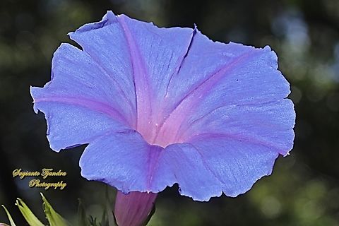 Oceanblue Morning Glory flower, Ipomoea indica  Australia,Blue Morning Glory,Geotagged,Ipomoea indica,Spring