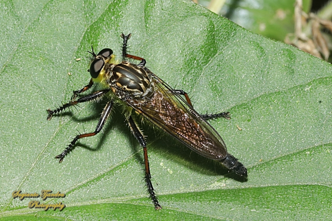 Robber fly, Zosteria rosevillensis  Australia,Geotagged,Spring,Zosteria rosevillensis