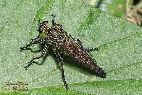 Robber fly, Zosteria rosevillensis  Australia,Geotagged,Spring,Zosteria rosevillensis