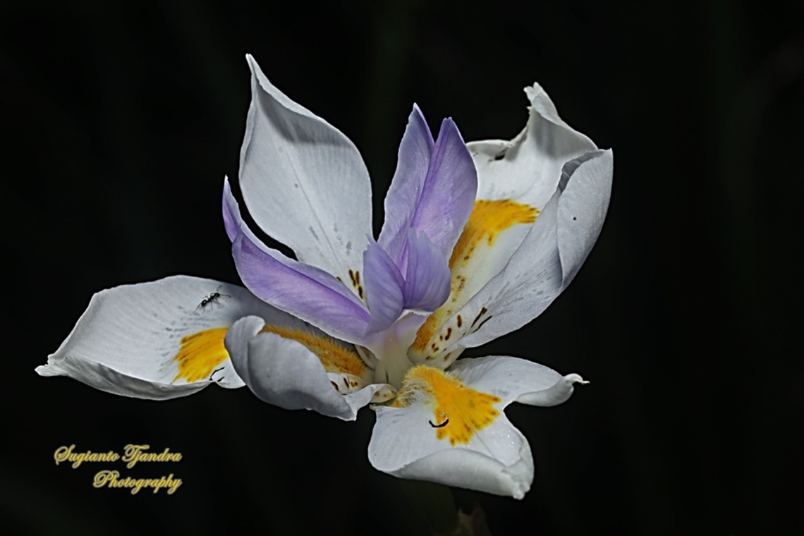 Large Fortnight Lily flower, Dietes grandiflora  Australia,Dietes grandiflora,Fortnight Lily,Geotagged,Spring
