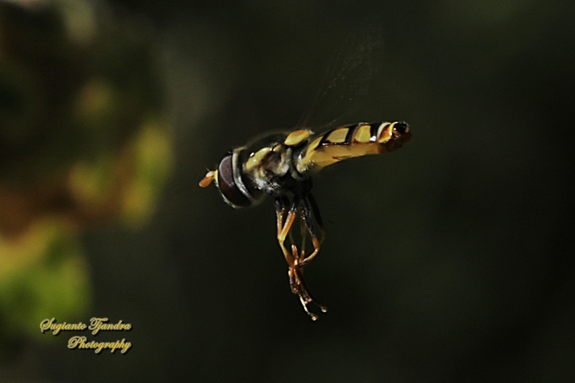 Yellow-shouldered Stout Hover Fly, Simosyrphus grandicornis  Australia,Geotagged,Simosyrphus grandicornis,Spring,Yellow-shouldered Stout Hover Fly
