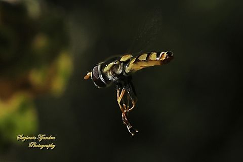 Yellow-shouldered Stout Hover Fly, Simosyrphus grandicornis  Australia,Geotagged,Simosyrphus grandicornis,Spring,Yellow-shouldered Stout Hover Fly