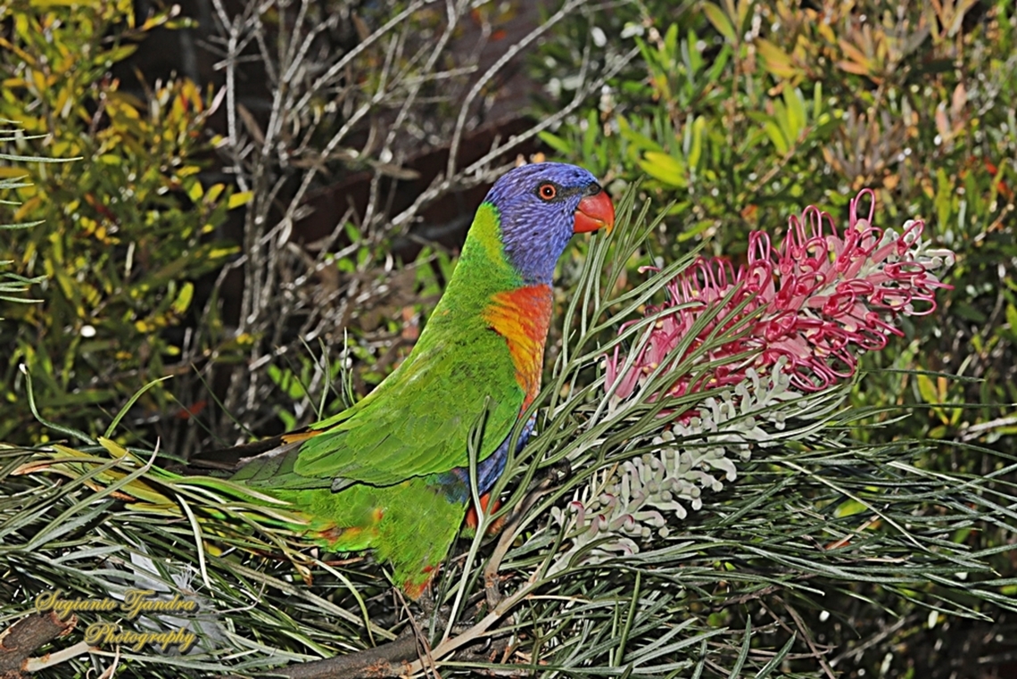 Rainbow Lorikeet, Trichoglossus moluccanus  Australia,Geotagged,Rainbow lorikeet,Spring,Trichoglossus moluccanus