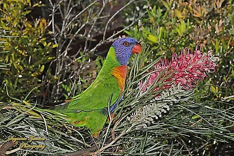 Rainbow Lorikeet, Trichoglossus moluccanus  Australia,Geotagged,Rainbow lorikeet,Spring,Trichoglossus moluccanus