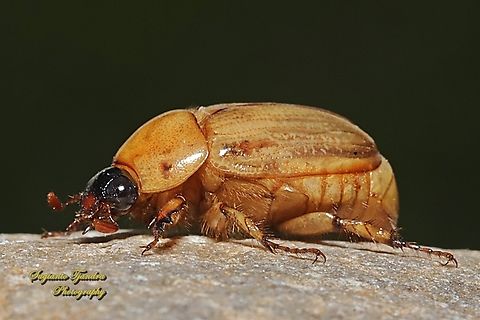Argentinian Scarab, Cyclocephala signaticollis  Australia,Cyclocephala signaticollis,Geotagged,Spring