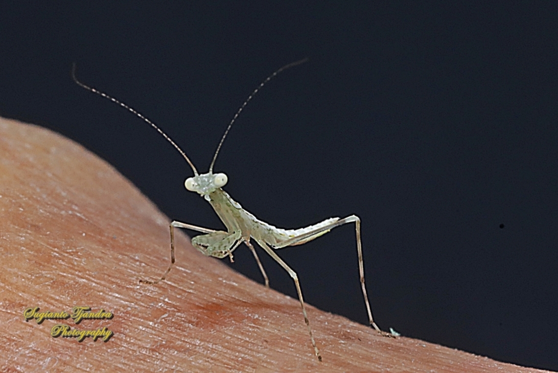 Snake Mantis, Kongobatha diademata  Australia,Geotagged,Kongobatha diademata,Snake Mantis,Spring