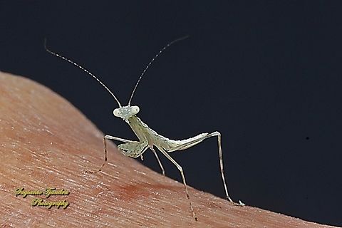 Snake Mantis, Kongobatha diademata  Australia,Geotagged,Kongobatha diademata,Snake Mantis,Spring