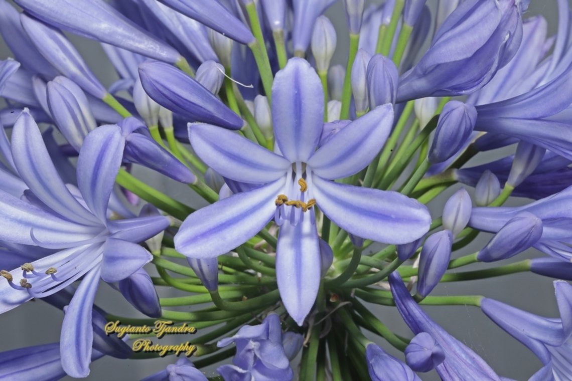 Blue Lily flowers, Agapanthus praecox  Agapanthus praecox,Australia,Blue Lily,Geotagged,Spring