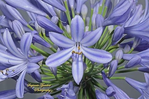 Blue Lily flowers, Agapanthus praecox  Agapanthus praecox,Australia,Blue Lily,Geotagged,Spring