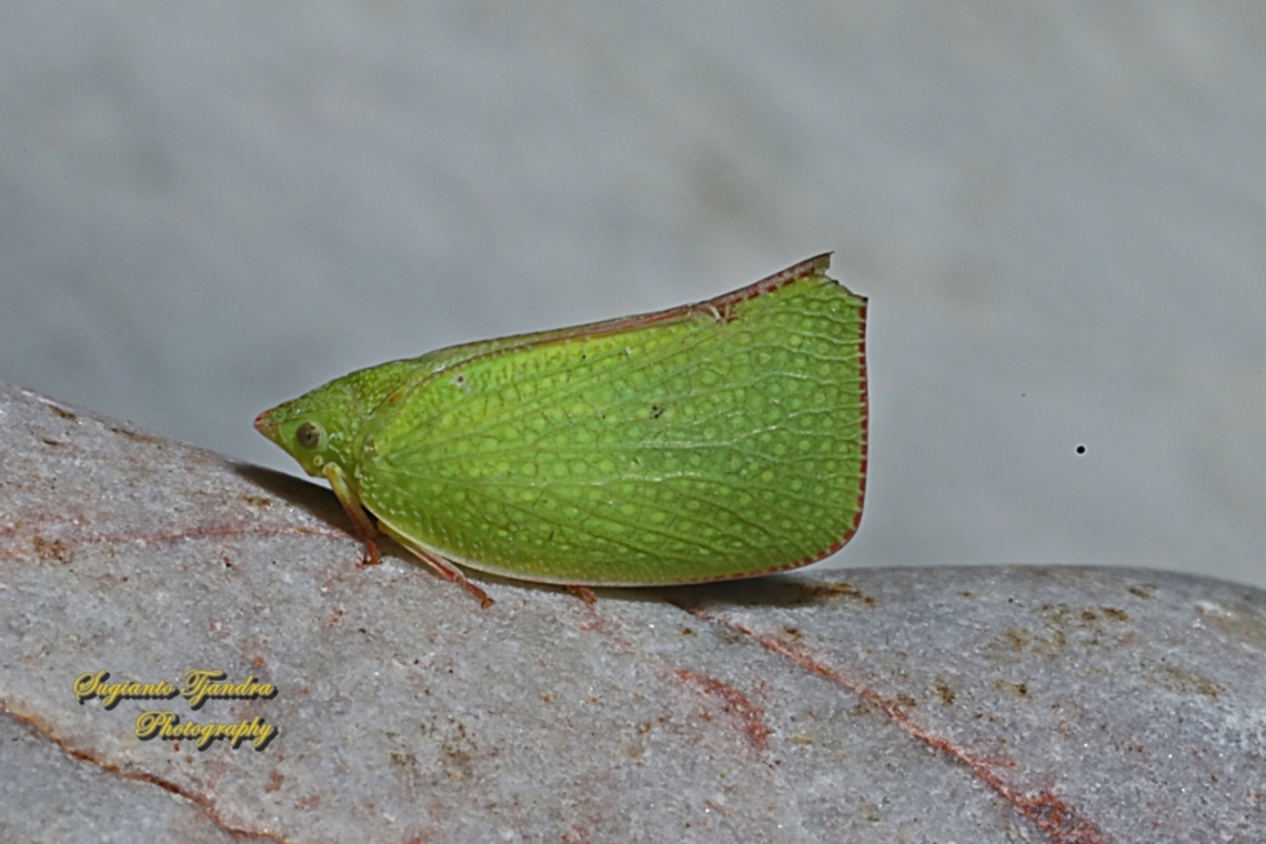 Torpedo Bug, Siphanta acuta  Australia,Geotagged,Siphanta acuta,Spring,Torpedo bug