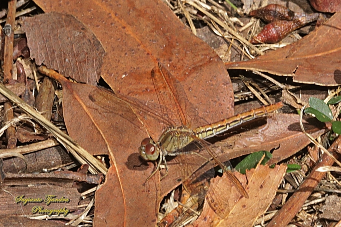 Scarlet Percher Dragon fly, Diplacodes haematodes  Australia,Diplacodes haematodes,Geotagged,Scarlet percher,Spring