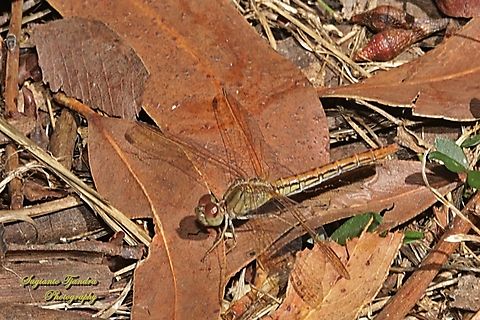 Scarlet Percher Dragon fly, Diplacodes haematodes  Australia,Diplacodes haematodes,Geotagged,Scarlet percher,Spring