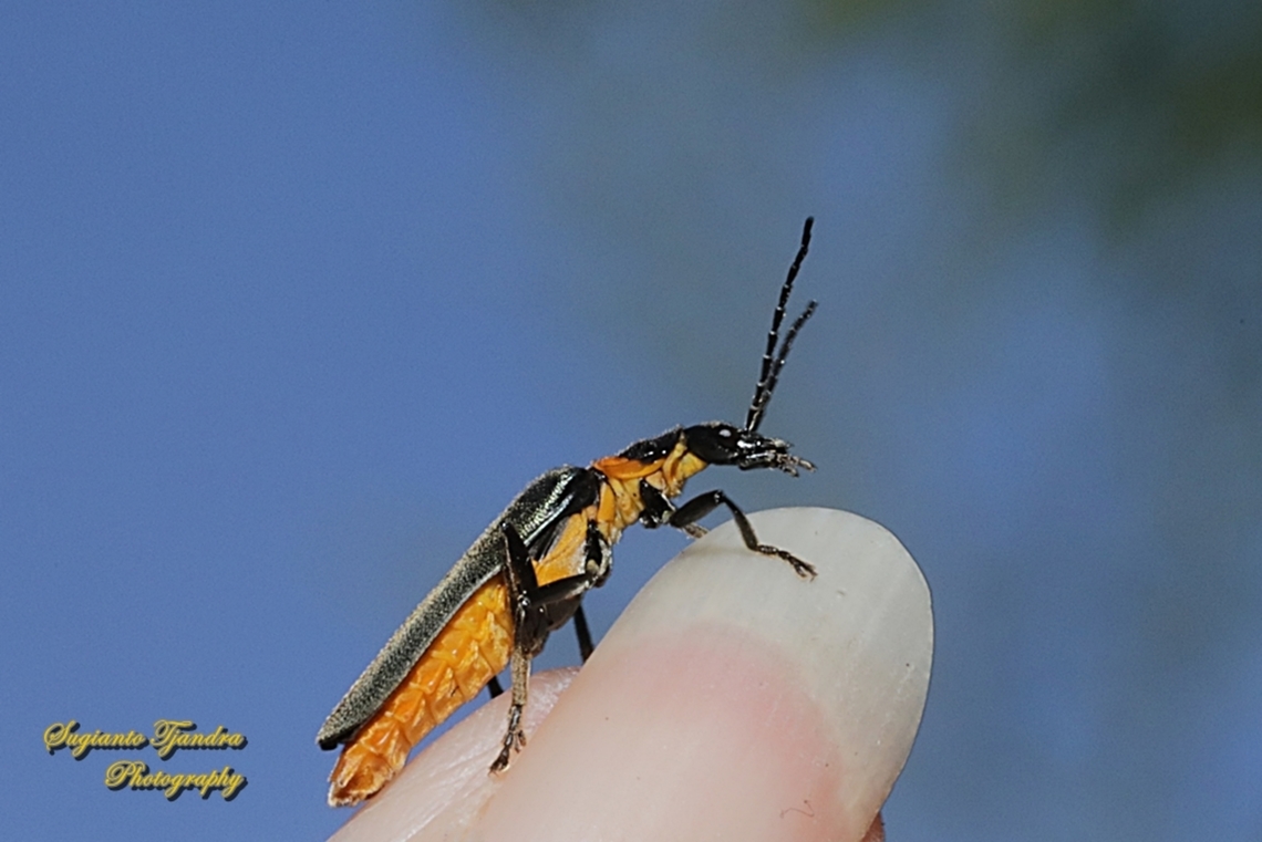 Plague Soldier Beetle, Chauliognathus lugubris  Australia,Chauliognathus lugubris,Geotagged,Plague Soldier Beetle,Spring
