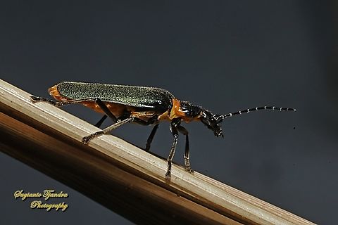 Plague Soldier Beetle, Chauliognathus lugubris  Australia,Chauliognathus lugubris,Geotagged,Plague Soldier Beetle,Spring
