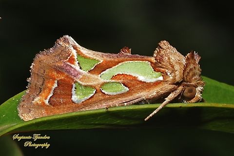 Green-blotched Moth, Cosmodes elegans  Australia,Cosmodes elegans,Geotagged,Green blotched moth,Spring