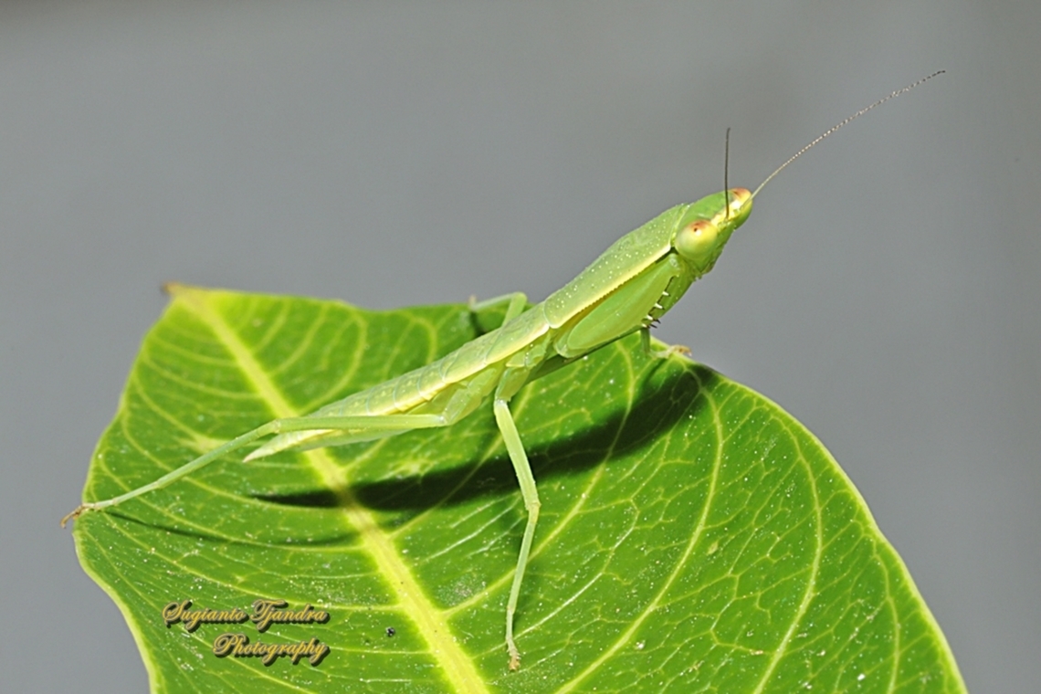 Australian Garden Mantis, Orthodera ministralis  Australia,Australian Green Mantis,Geotagged,Orthodera ministralis,Spring