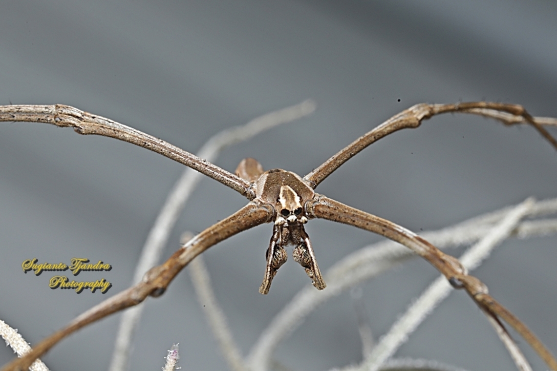 Rufous Net-casting Spider, Asianopis subrufa  Asianopis subrufa,Australia,Geotagged,Rufous Net-casting Spider,Spring