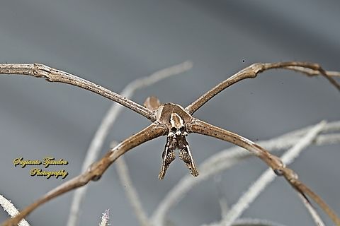 Rufous Net-casting Spider, Asianopis subrufa  Asianopis subrufa,Australia,Geotagged,Rufous Net-casting Spider,Spring