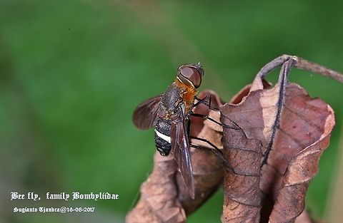 Bee Fly, Ligyra tantalus, Bombyliidae family.  Ligyra tantalus
