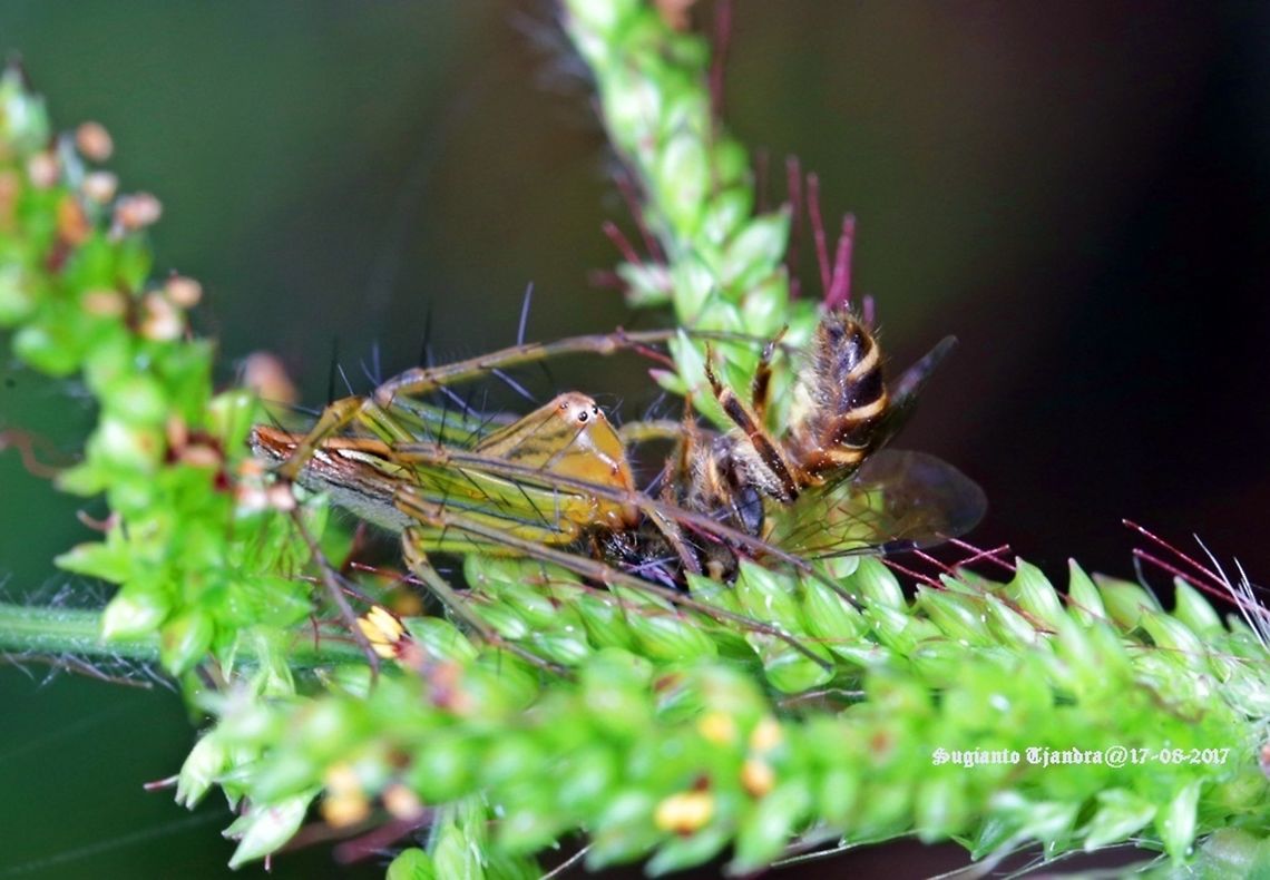 Spider Spider Geotagged,Indonesia,Oxyopes lineatipes