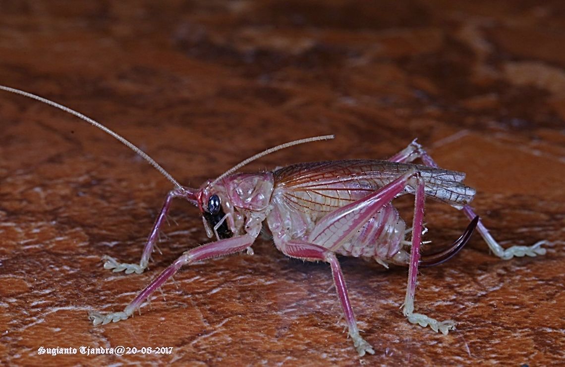 Purple cricket, Indonesia Is it Cricket???<br />
<figure class="photo"><a href="https://www.jungledragon.com/image/53241/raspy_crickets.html" title="Raspy Crickets"><img src="https://s3.amazonaws.com/media.jungledragon.com/images/3184/53241_thumb.JPG?AWSAccessKeyId=05GMT0V3GWVNE7GGM1R2&Expires=1761782410&Signature=6cdPaJFtRu6VTABcC34bZGcOZU0%3D" width="200" height="134" alt="Raspy Crickets" /></a></figure> Indonesia